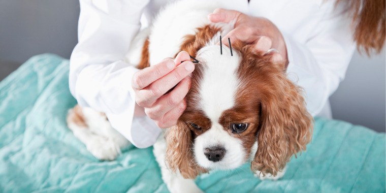 Vétérinaire acupuncture - L'acupuncture pour les animaux