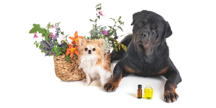 L'aromathérapie vétérinaire - Les huiles essentielles pour le bien-être des animaux