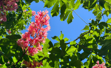 Équilibre et bien-être émotionnels avec les Fleurs de Bach