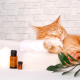 Vétérinaire pratiquant l’aromathérapie : action et précautions !