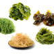 Cholestérol, énergie, grossesse... Les bienfaits santé des algues