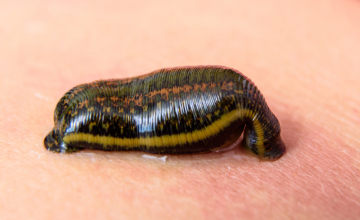 Les pouvoirs antidouleurs des sangsues - L'hirudothérapie pour soulager l'arthrose naturellement