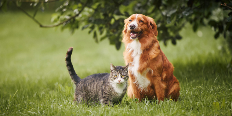 La phytothérapie pour animaux - Le bien-être pour chiens et chats