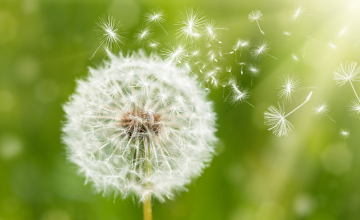 Le grand retour des allergies