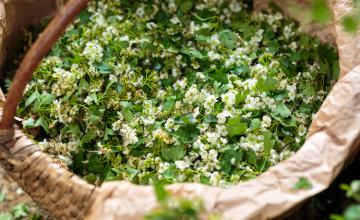 Cultivez vos remèdes !