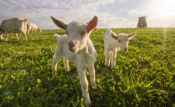 medecine-alternative-elevage
