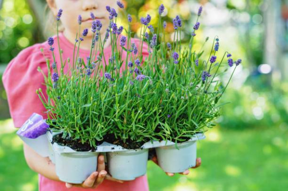 plantes contre le stress