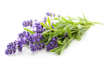 Les bienfaits de la lavande