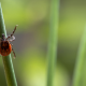 9 choses à savoir sur la maladie de Lyme