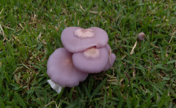 Mycothérapie - Les champignons pour se soigner