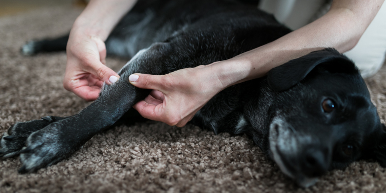 Ostéopathie animale et stress des chiens