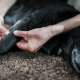 Ostéopathie animale et stress des chiens