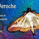 Cécile Deroche