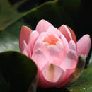 Clémence Bouchet-Ehret